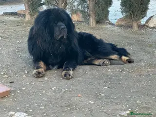 Dogo del Tíbet perros Dogo del Tíbet o Mastín Tibetano - Anuncio 1