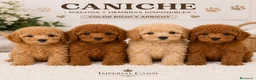 Caniche Toy perros en venta: CACHORRO CANICHE TOY en Madrid - Anuncio 1