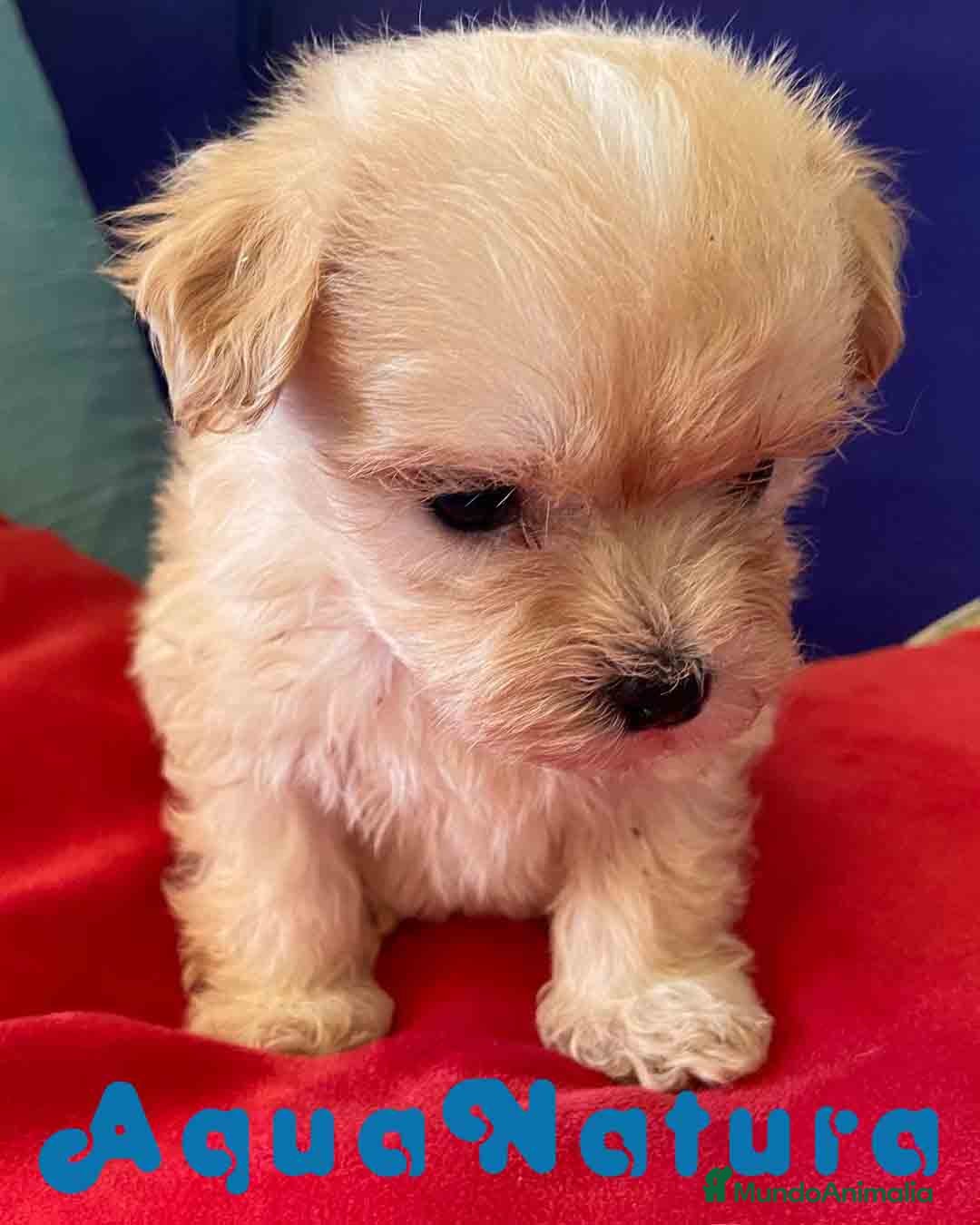 Bichón Habanero perros Bichon Habanero Macho 6935 de Locaty - AQUANATURA en Barcelona - Anuncio 25