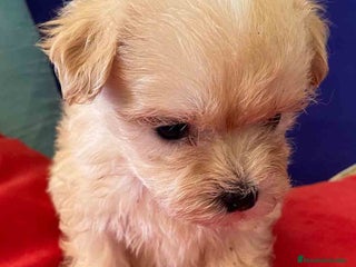 Bichón Habanero perros en Barcelona - Anuncio 2