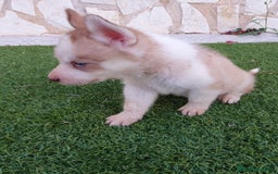 Husky Siberiano perros en venta: Encantadores cachorros Husky Siberiano  - Imagen 11