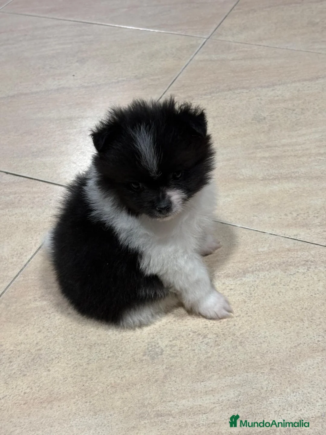 Pomerania perros en venta: Lulu Pomerania toy Party se llama Pinto - Anuncio 19