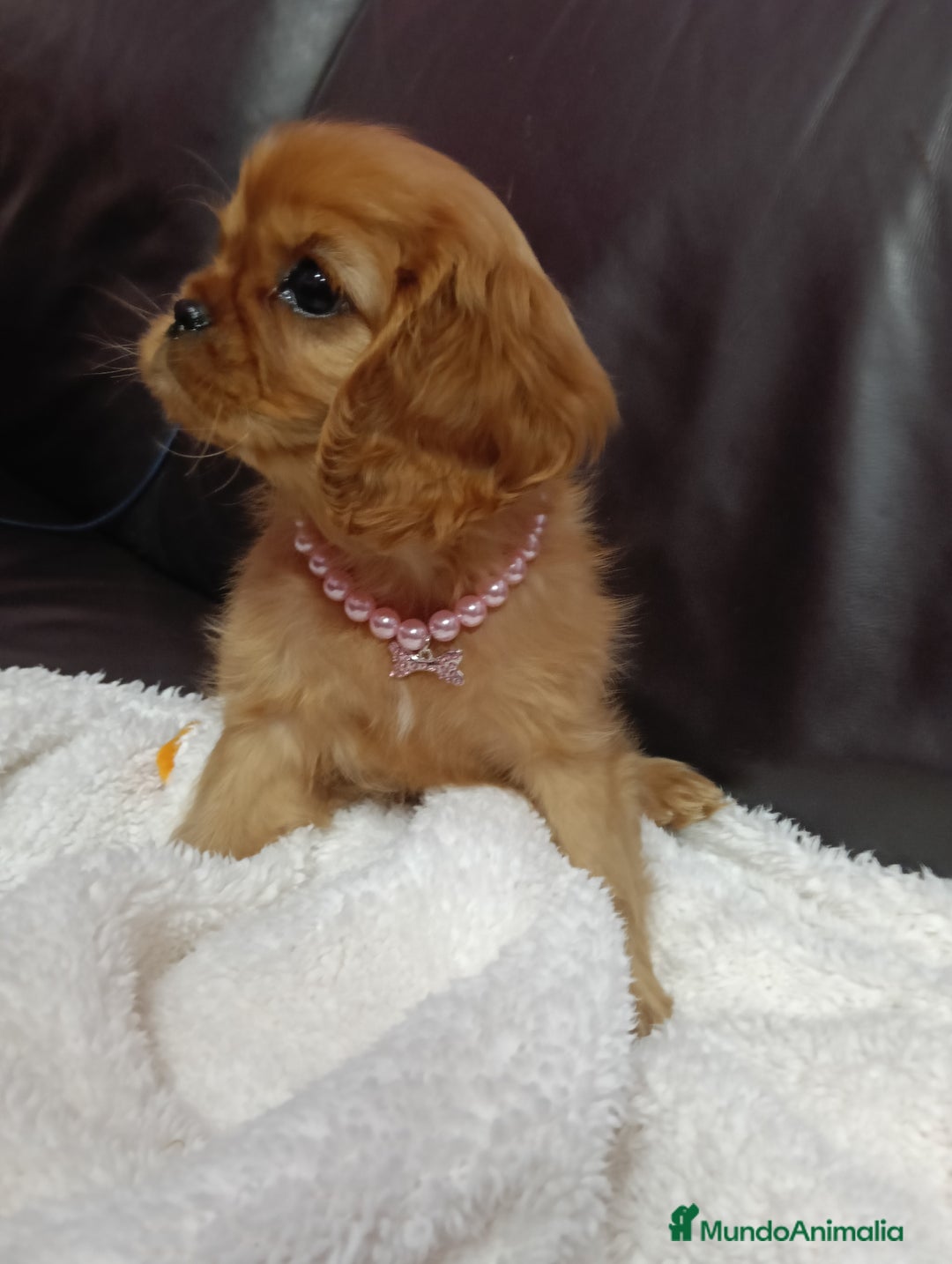 Cavalier King Charles Spaniel perros en venta: Hembra Ruby alta calidad - Anuncio 5