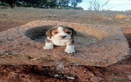 Beagle perros en venta: Cachorros de beagle - Imagen 2