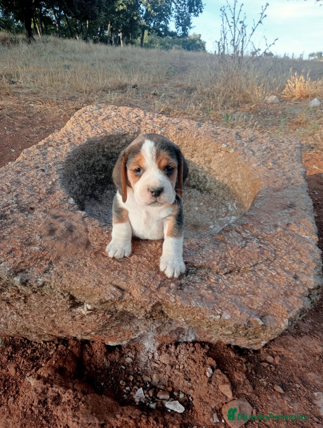 Beagle perros en venta: Cachorros de beagle - Imagen 2