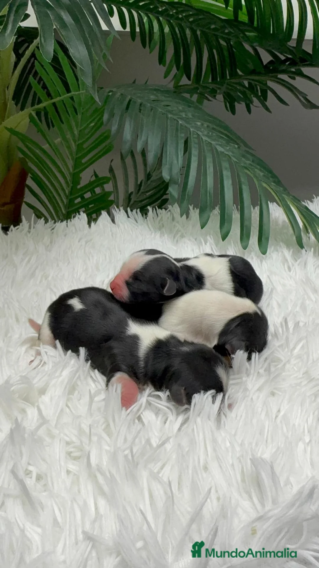 Yorkshire Terrier perros en venta: YORKSHIRE BIEWER 🎀 - Anuncio 1