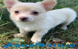 Chihuahua perros en venta: Camada Pomchi de Japi y Manchitas AQUANATURA - Imagen 15