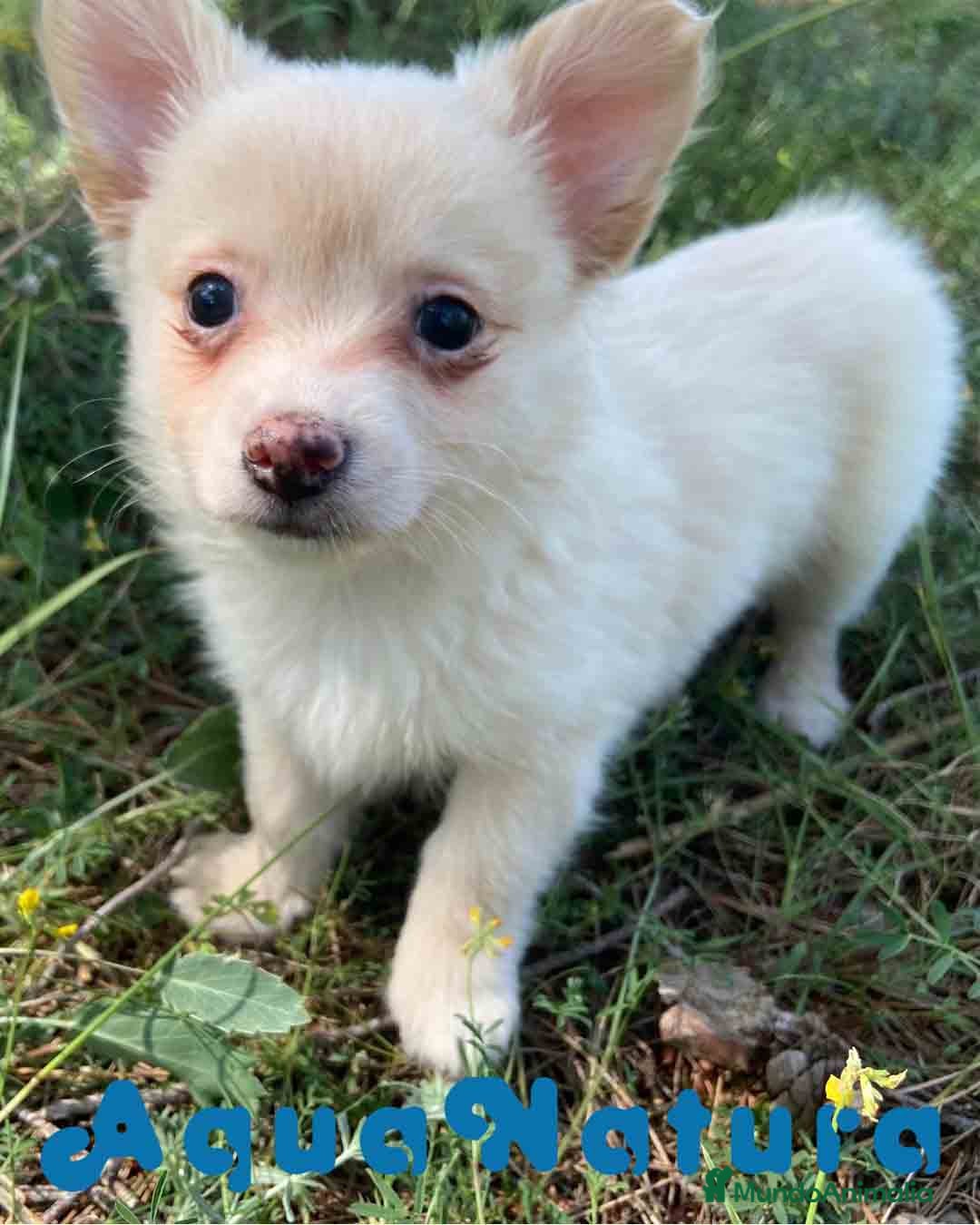 Chihuahua perros en venta: Camada Pomchi de Japi y Manchitas AQUANATURA - Imagen 15
