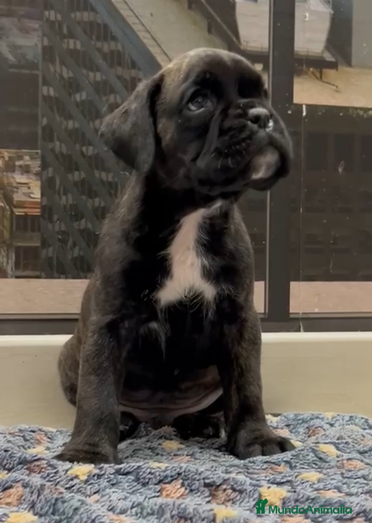 Boxer perros Camada de boxer  - Anuncio 17