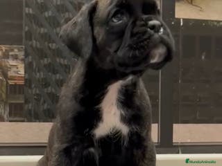 Boxer perros Camada de boxer - Anuncio 1