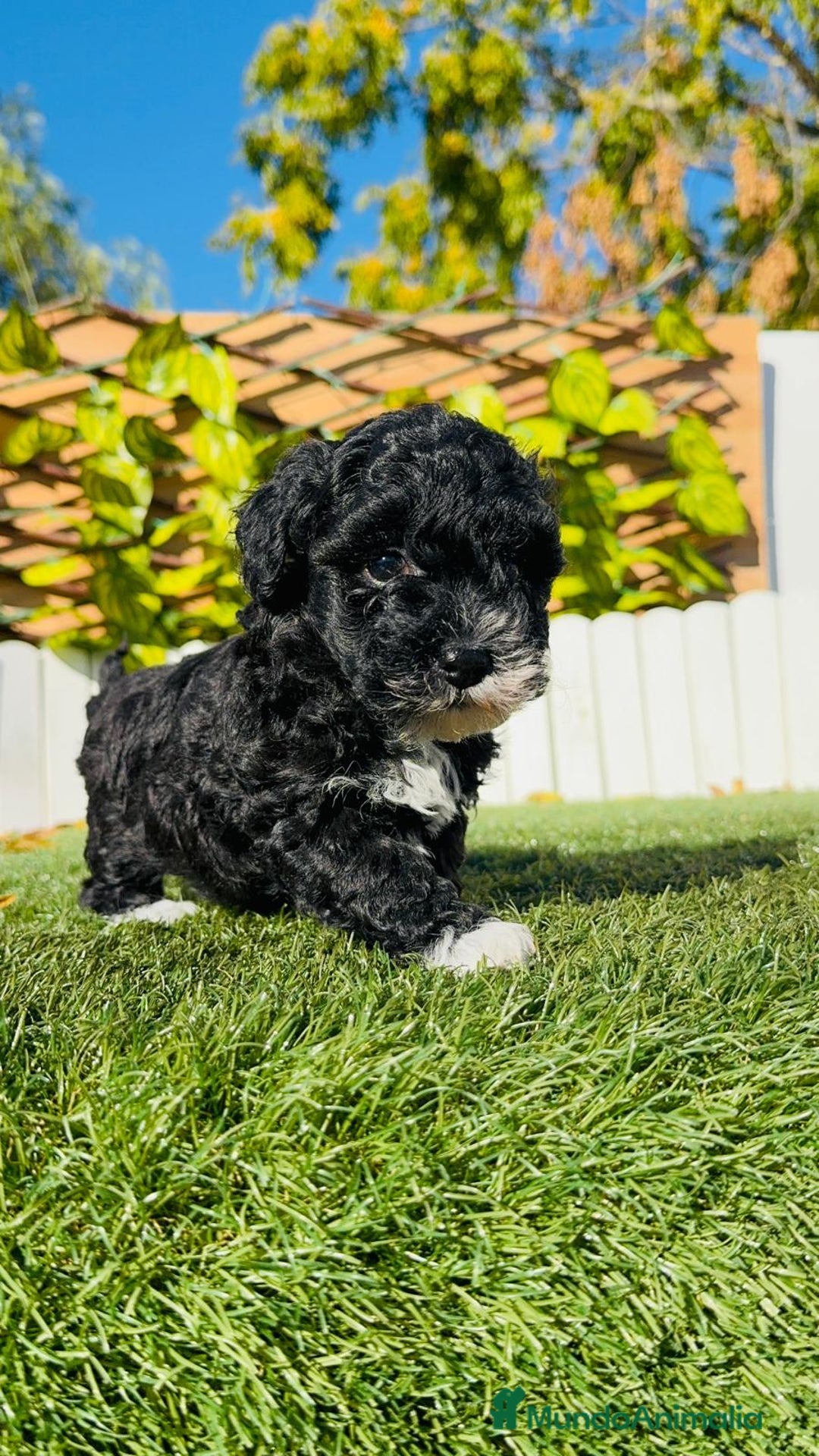 Caniche Toy perros en venta: CANICHE TOY HEMBRA - Anuncio 4