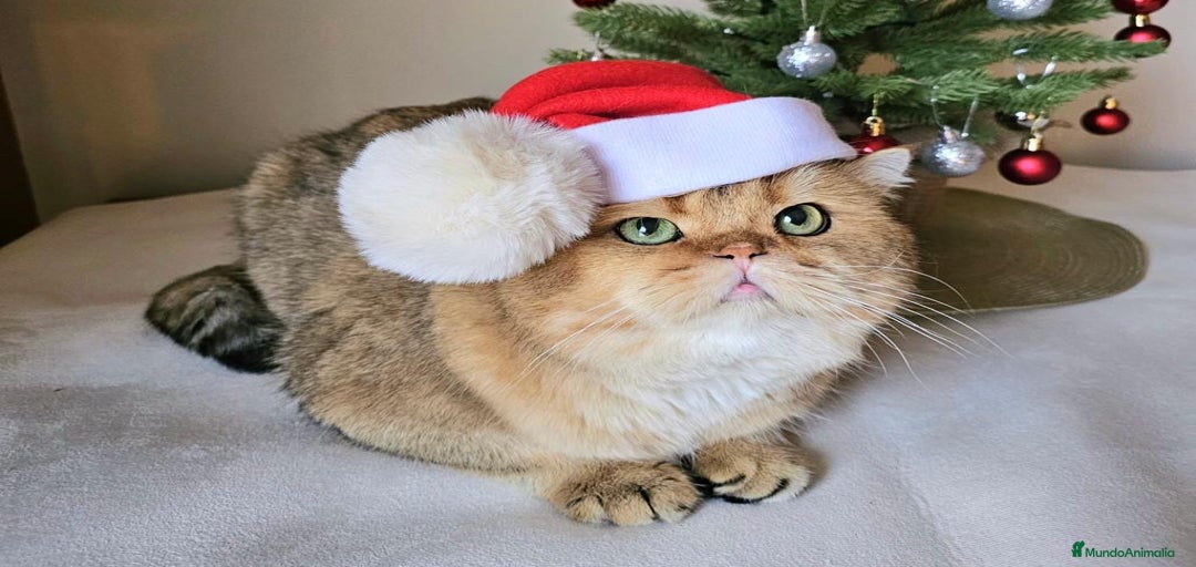 Imagen de galería {{count}}