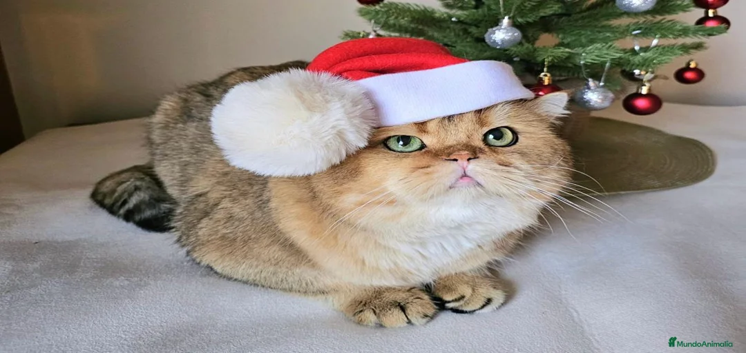 Imagen de galería {{count}}