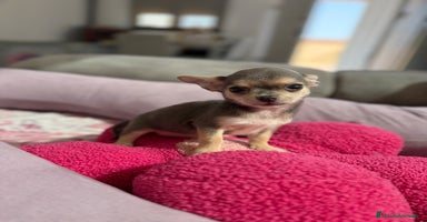 Chihuahua perros - Anuncio 13