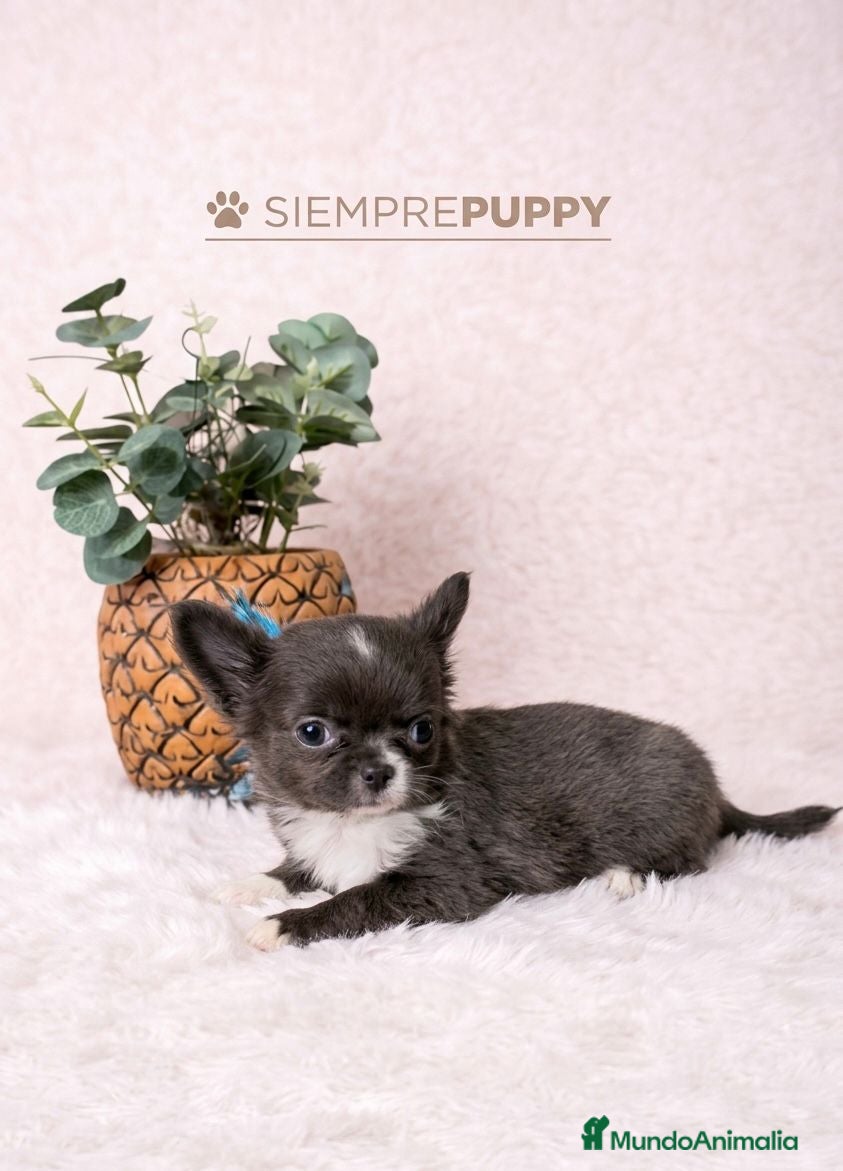 Chihuahua perros CHIHUAHUA MINI TOY PELO LARGO BLUE - Anuncio 1