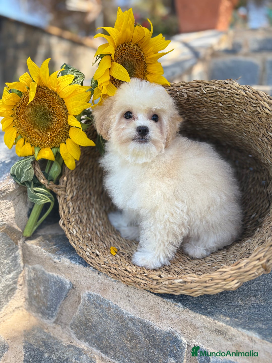 Maltipoo perros en venta: Maltipoo Con toda la vacunación completa. - Imagen 2