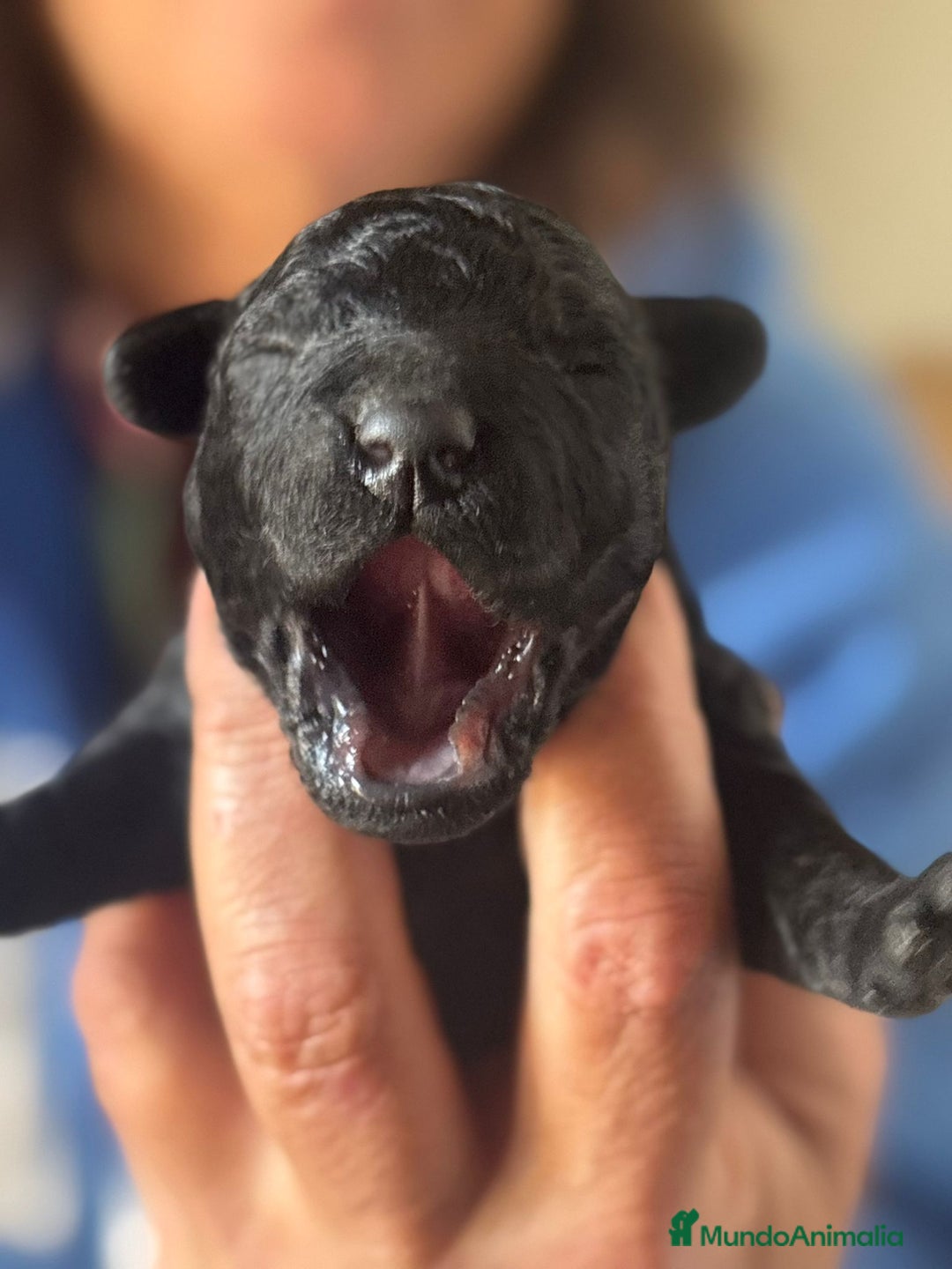 Caniche Toy perros en venta: Caniche toys  - Anuncio 5