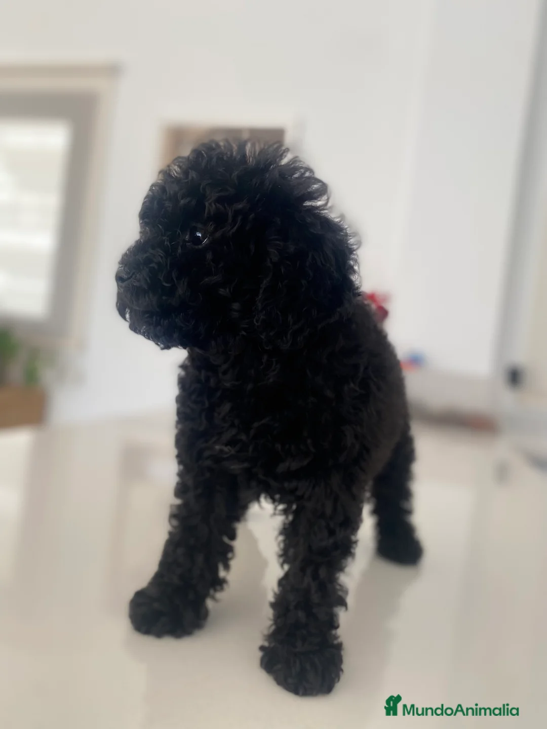 Caniche Toy perros en venta: Caniche toy hembra  - Anuncio 3