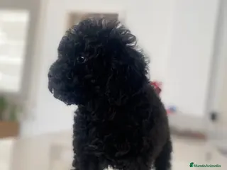 Caniche Toy perros Caniche toy hembra - Anuncio 9