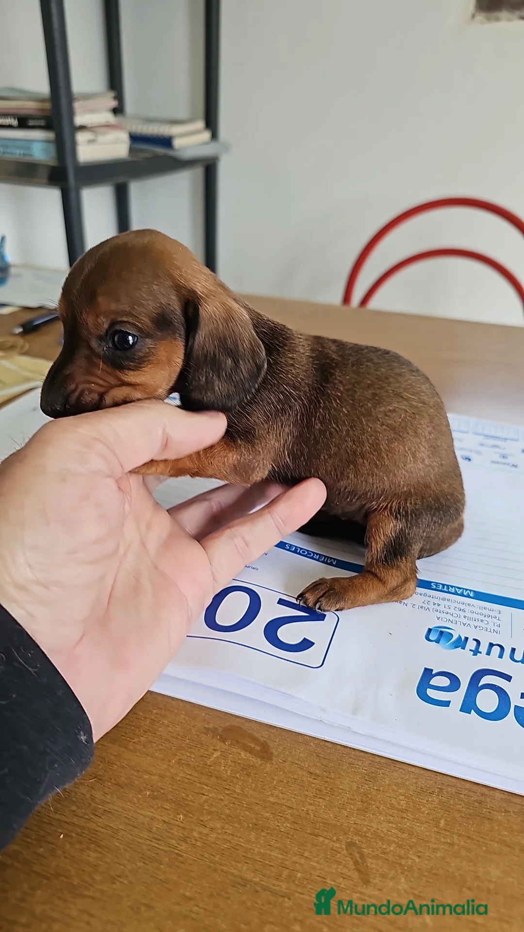 Teckel perros en venta: Adorables cachorritos de teckel  - Anuncio 2