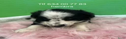 Border Collie perros en venta: Linda cachorra border collie  - Anuncio 1