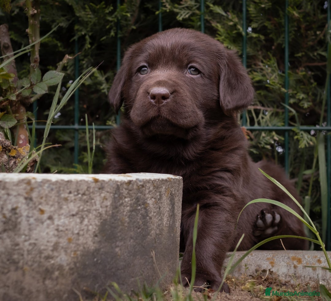 Labrador Retriever perros en venta: Camada labrador chocolate  - Imagen 2