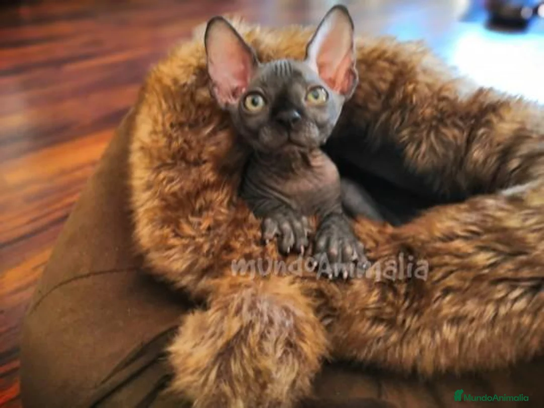 Imagen de galería {{count}}