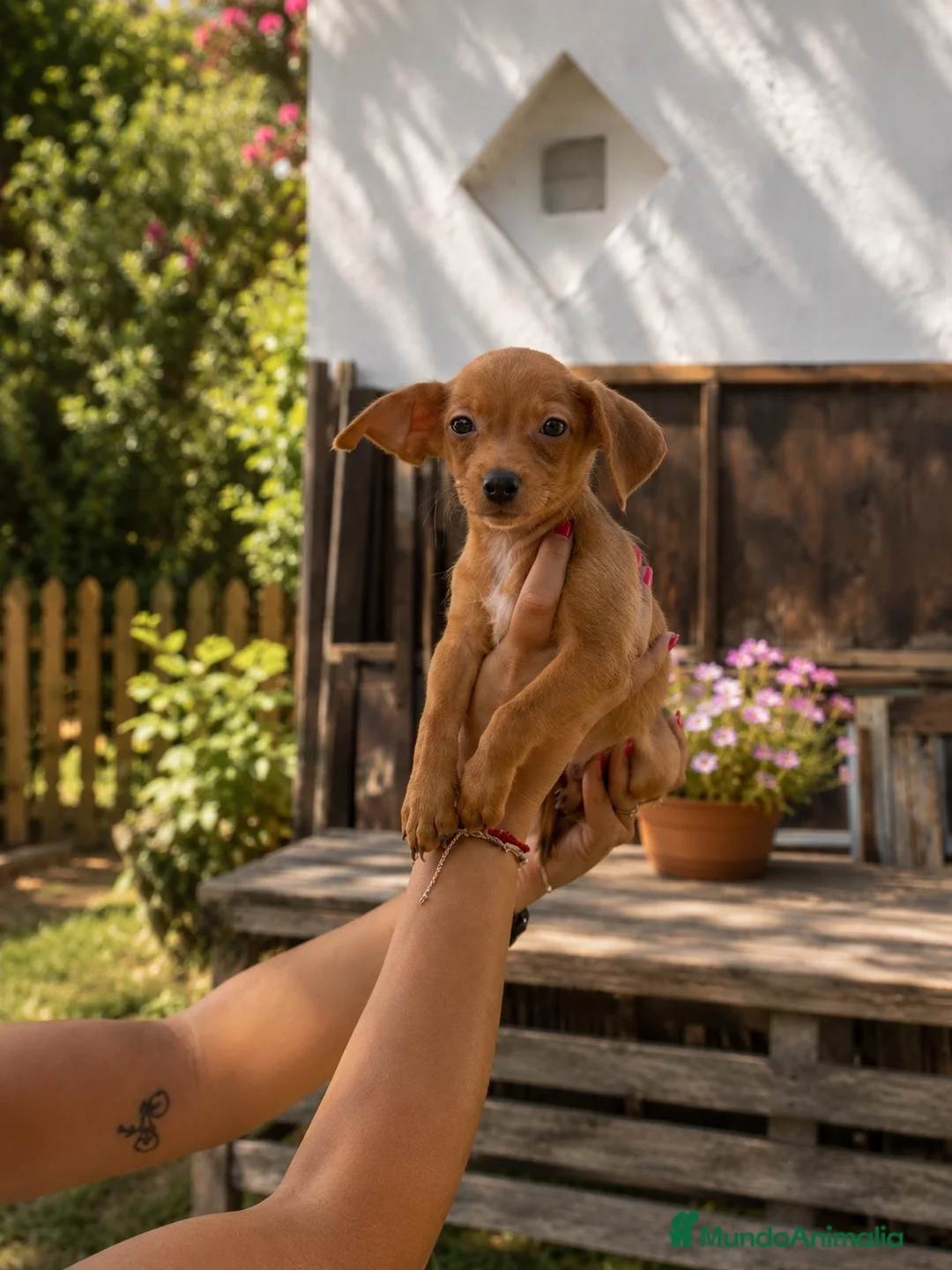 Pinscher Miniatura perros en venta: Preciosos pinscher mini negro fuego y rojo♥️🖤 - Anuncio 2