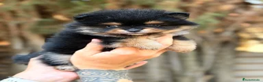 Pomerania 1