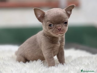 Chihuahua perros CHIHUAHUA LÍNEA RUSA CABEZA DE MANZANA - Anuncio 5