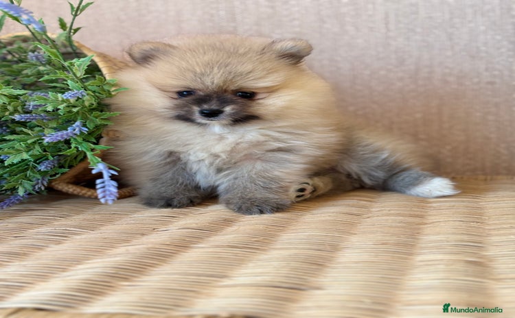Pomerania perros - Anuncio 1