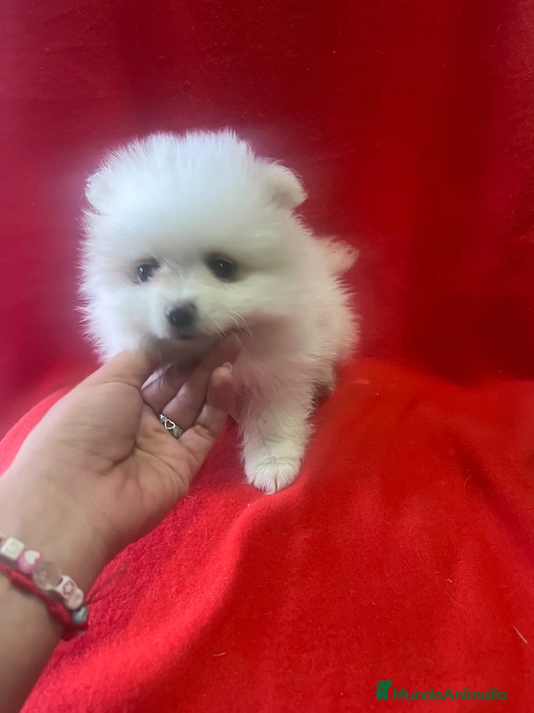 Pomerania perros en venta: PRECIOSA PAREJA DE POMERANIA RUSO - Anuncio 2