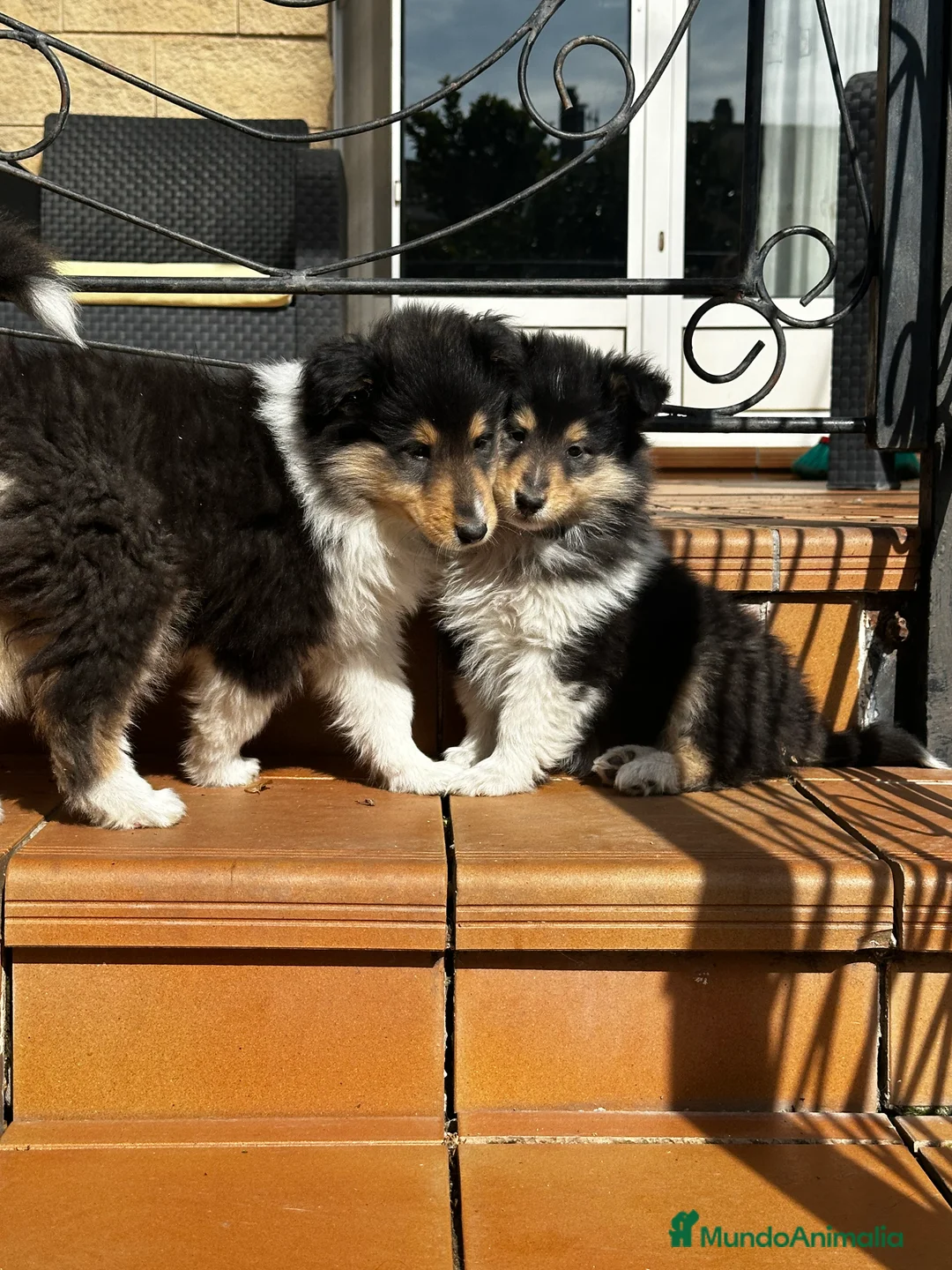 Collie de Pelo Largo perros en venta: Rough collie - Anuncio 1