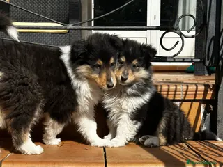 Collie de Pelo Largo perros Rough collie - Anuncio 1