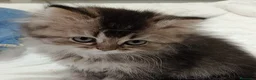 Británico de Pelo Corto gatos en venta: British Short Hair  - Anuncio 4