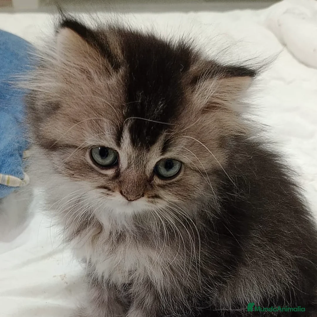 Británico de Pelo Corto gatos en venta: British Short Hair  - Anuncio 4