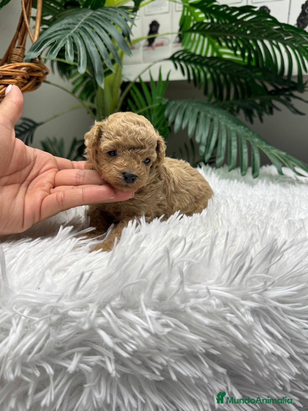 Caniche Toy perros CANICHE TOY HEMBRA - Anuncio 1