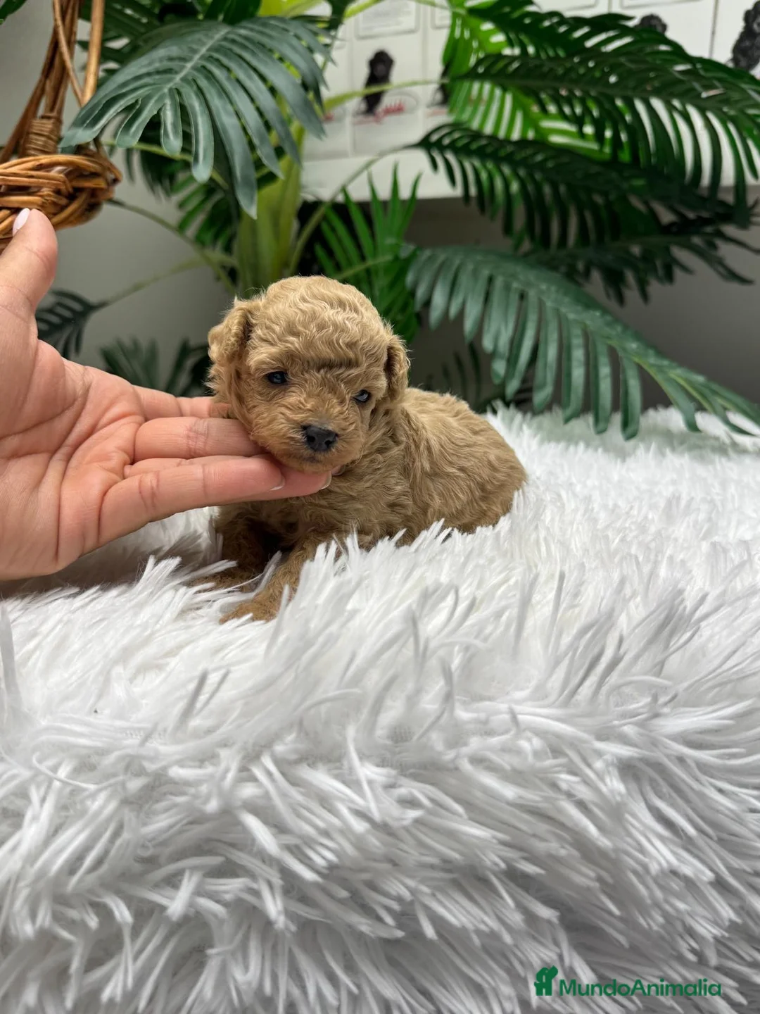 Caniche Toy perros en venta: CANICHE TOY HEMBRA - Anuncio 1