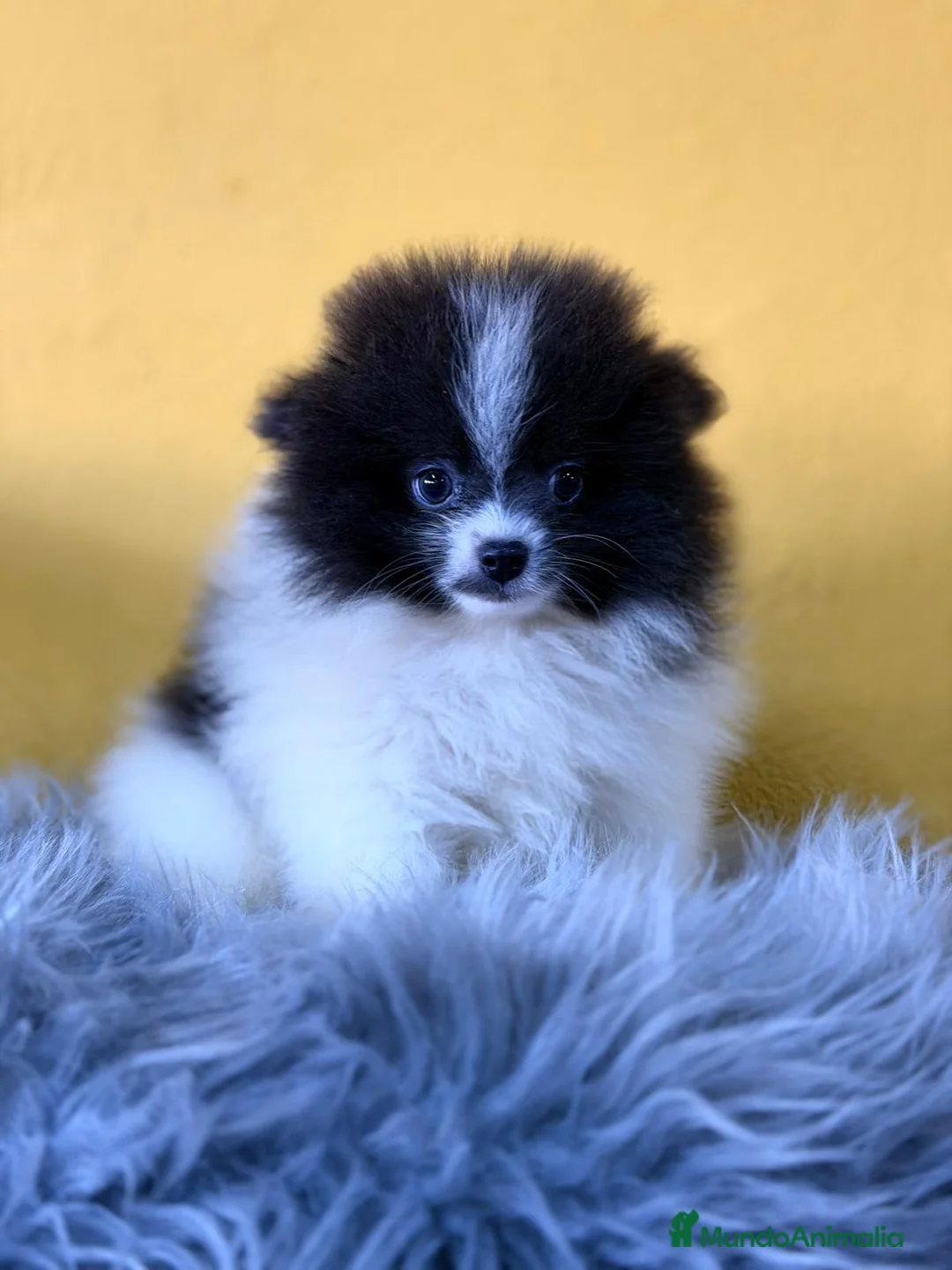 Pomerania perros en venta: Pomerania  - Anuncio 2