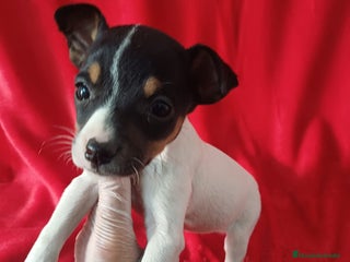 Ratonero Bodeguero Andaluz perros Bodeguero Andaluz - Anuncio 3