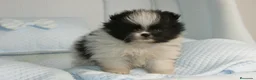 Pomerania perros en venta: CACHORROS DE POMERANIA  - Anuncio 12