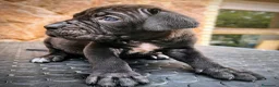 Cane Corso perros en venta: Cane corso - Anuncio 5