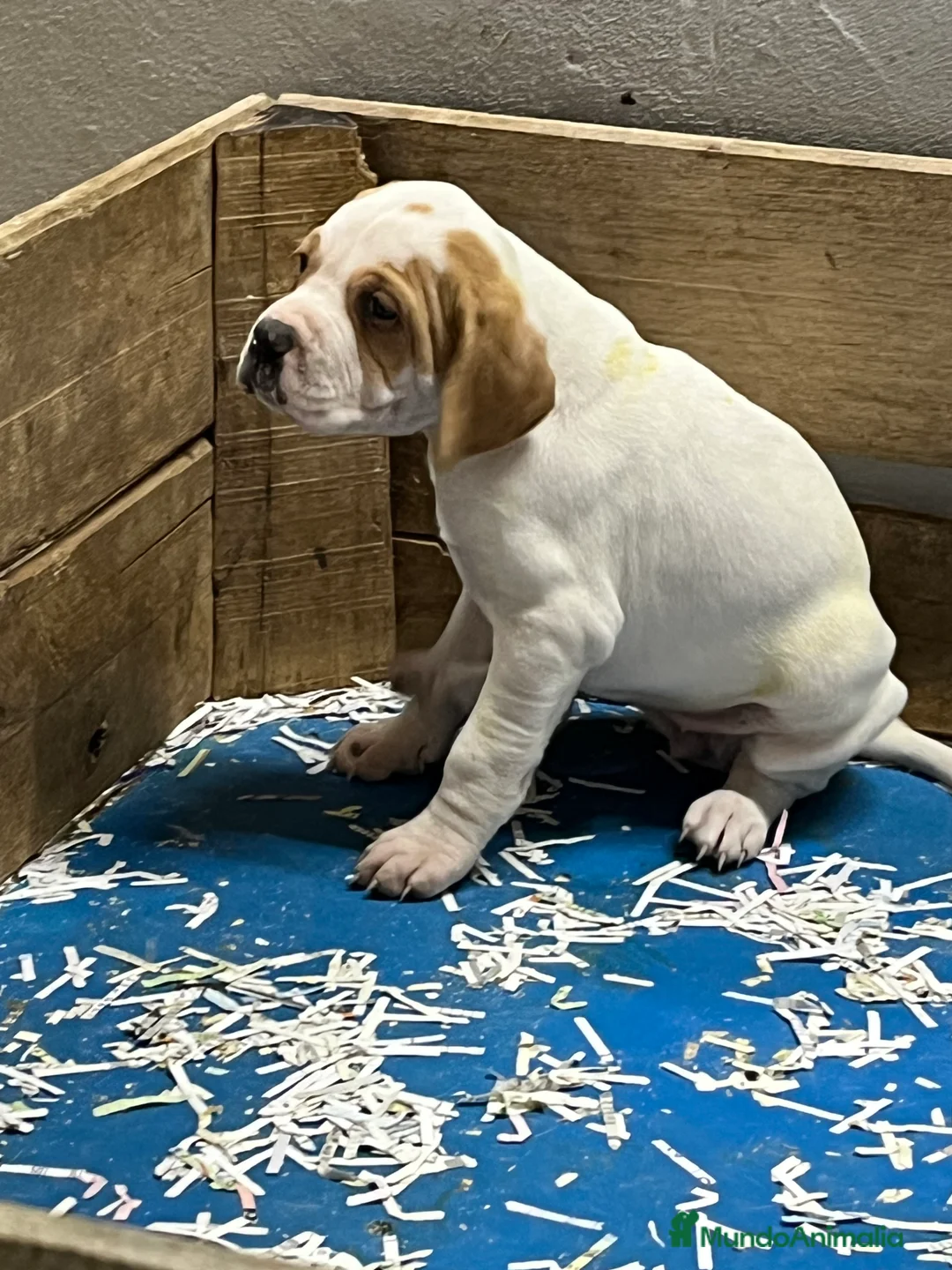 Pointer perros en venta: Pointer inglés CARABY  en Alicante - Anuncio 8