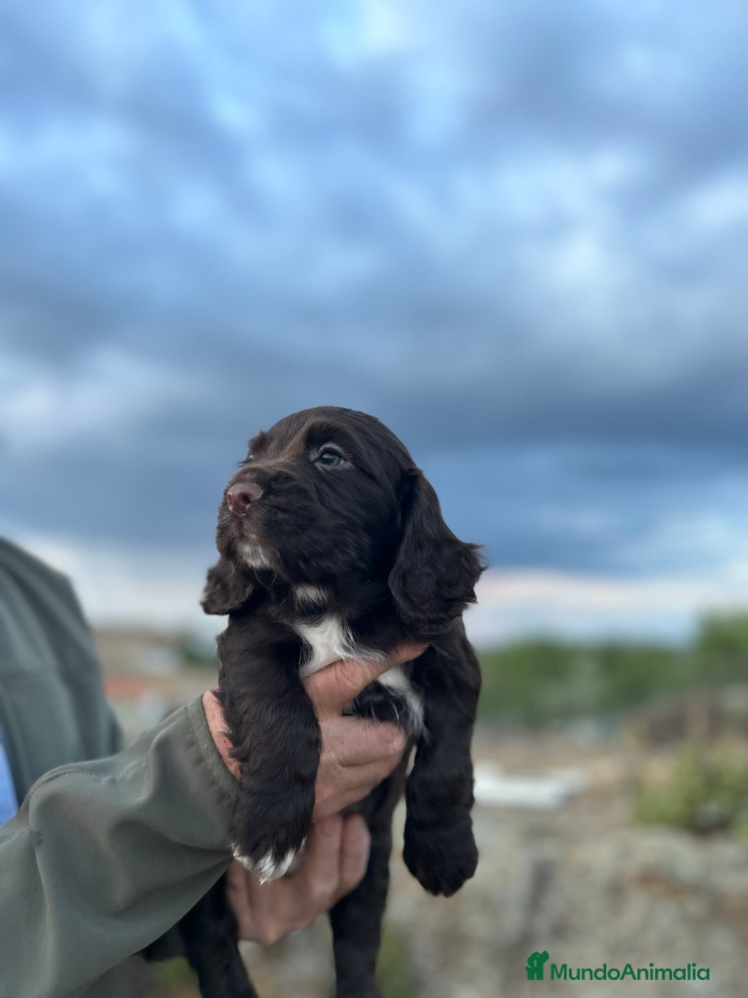 Cocker Spaniel Inglés perros en venta: Disponibles cachorros de Working cocker  - Imagen 1