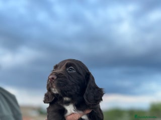 Cocker Spaniel Inglés perros - Anuncio 3