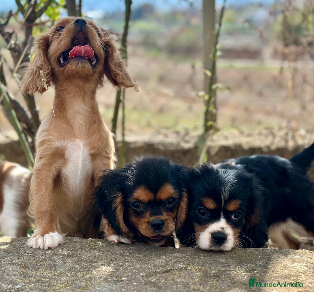 Cavalier King Charles Spaniel perros en venta: CAVALIER DISPONIBLES - Imagen 11