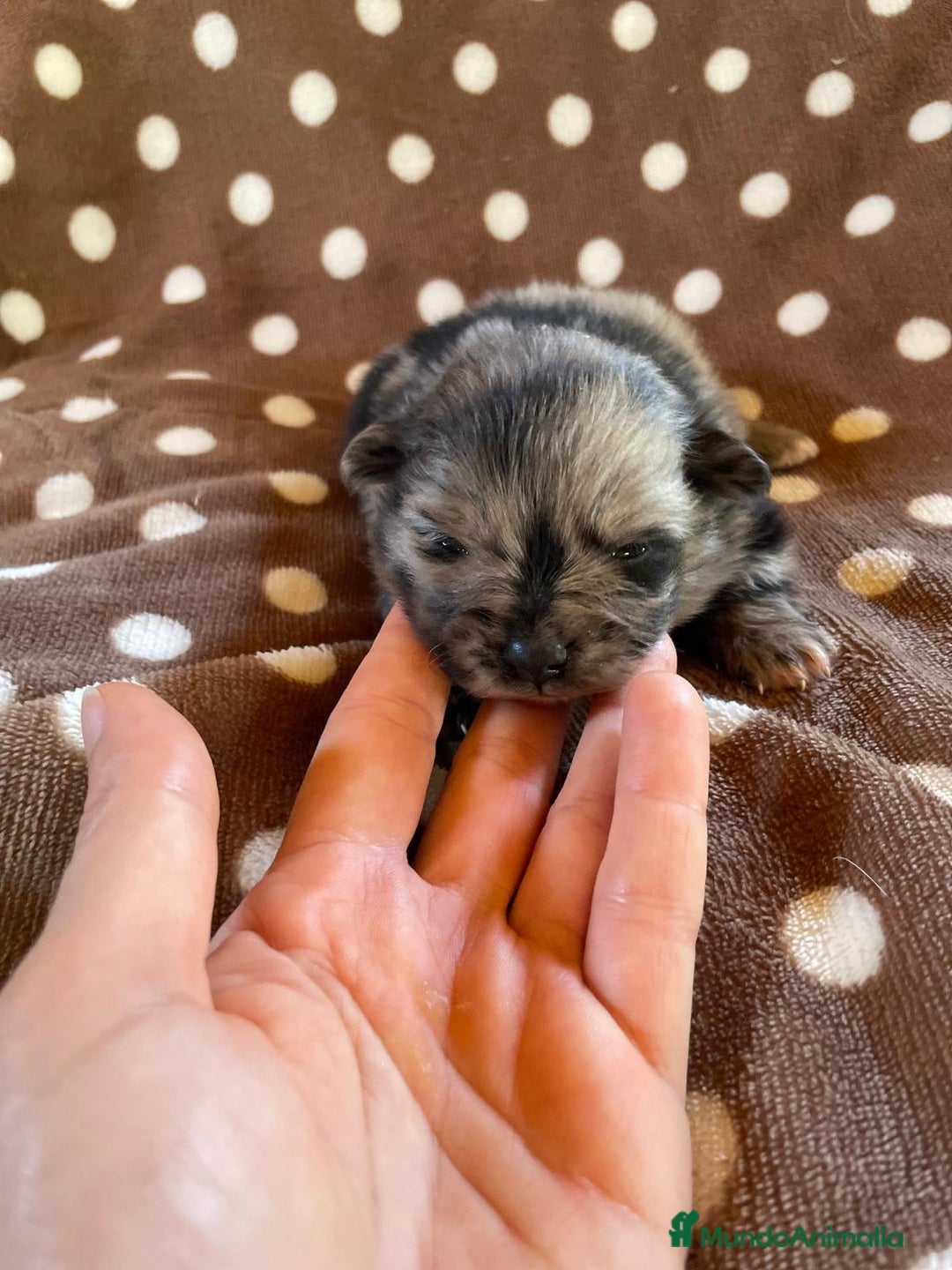 Pomerania perros en venta: Pomerania Toy cara de oso  - Imagen 1