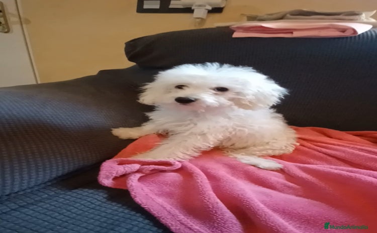 Caniche Toy perros en venta - Propaganda 3