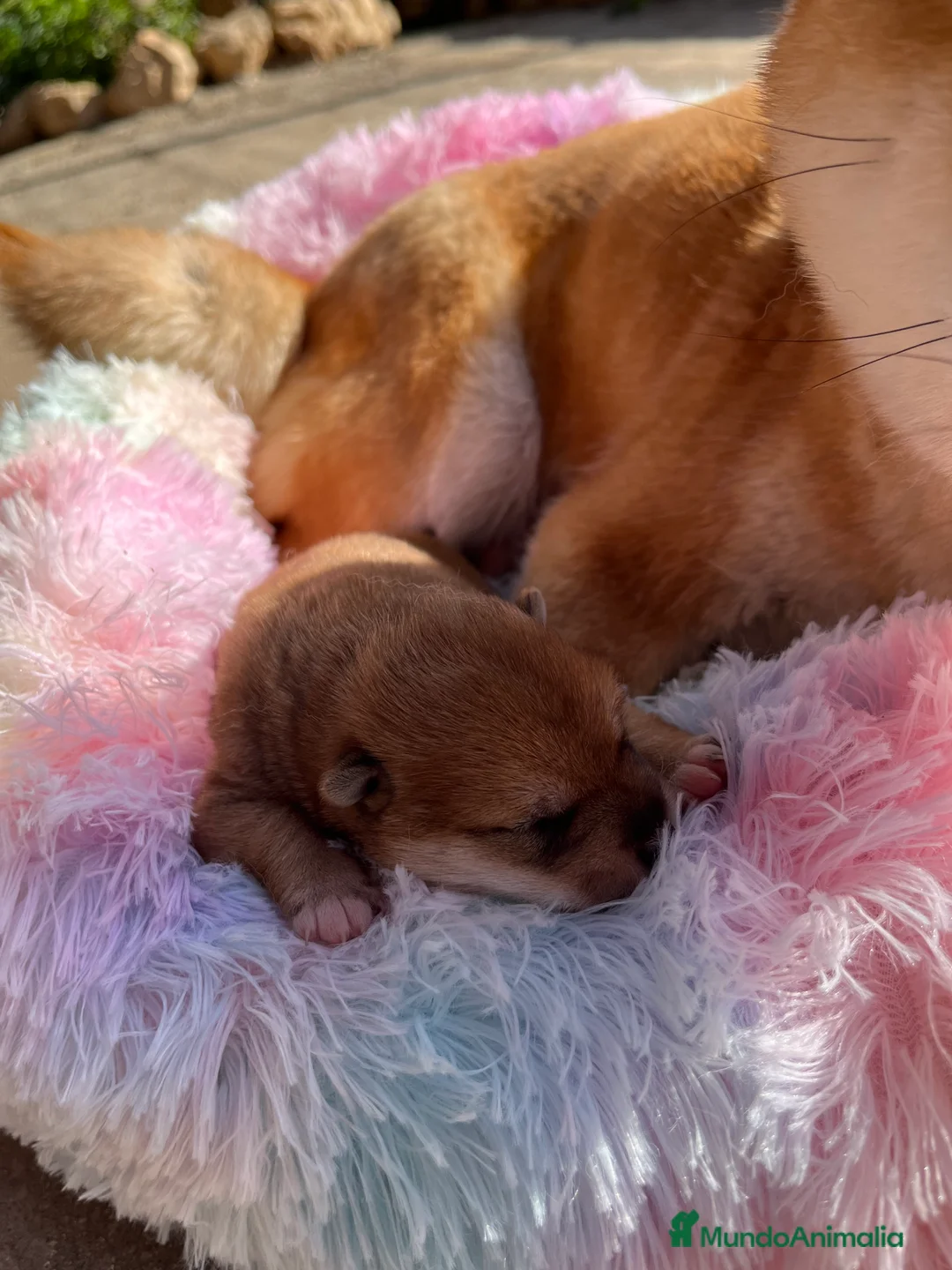 Shiba Inu perros en venta: Shiba inu bebé 🐣 - Anuncio 5