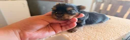 Yorkshire Terrier perros en venta: Yorkshire terrier - Anuncio 5
